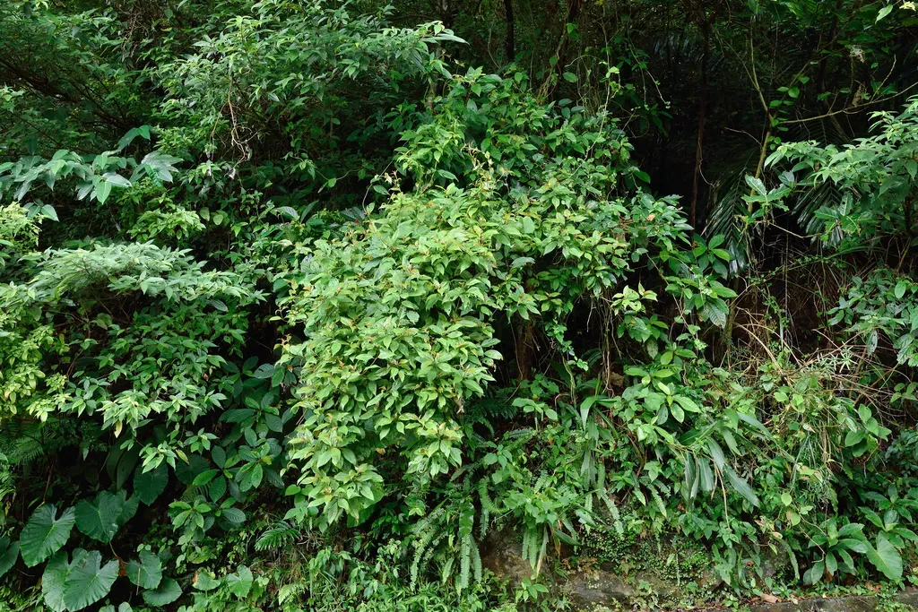 Mussaenda Taihokuensis