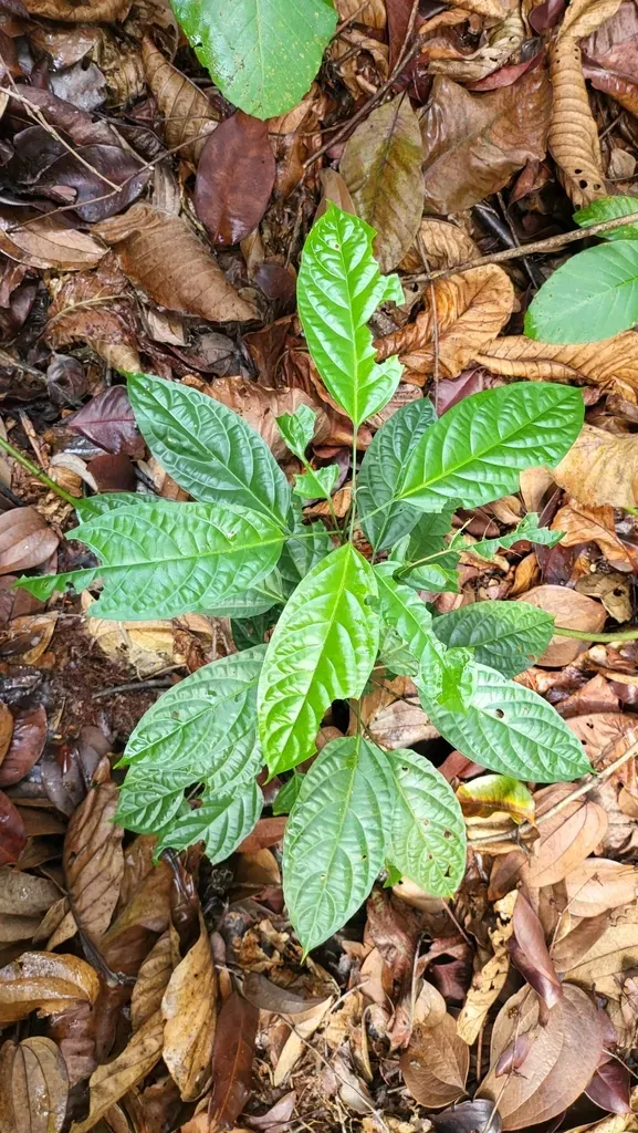 Clerodendrum Disparifolium