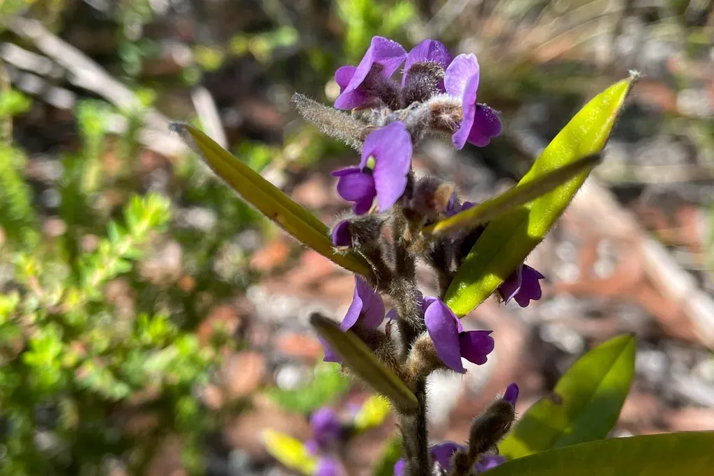 Hovea Pedunculata
