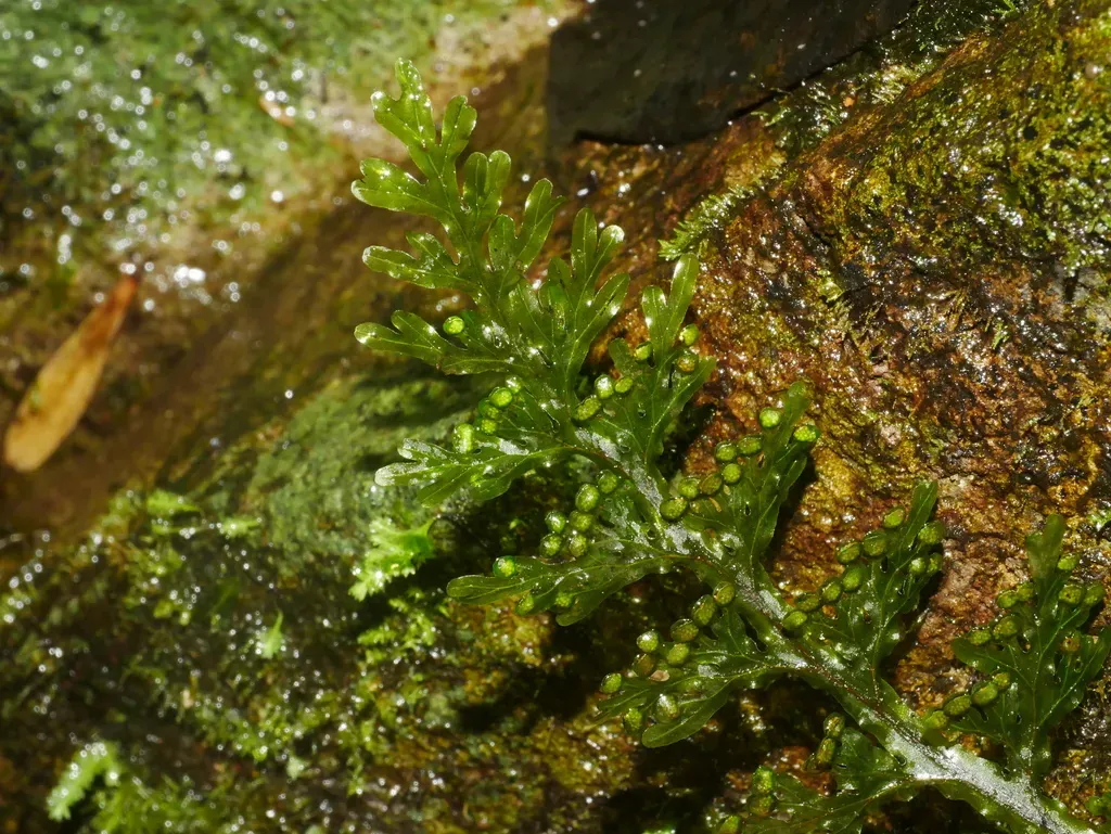 Hymenophyllum Badium