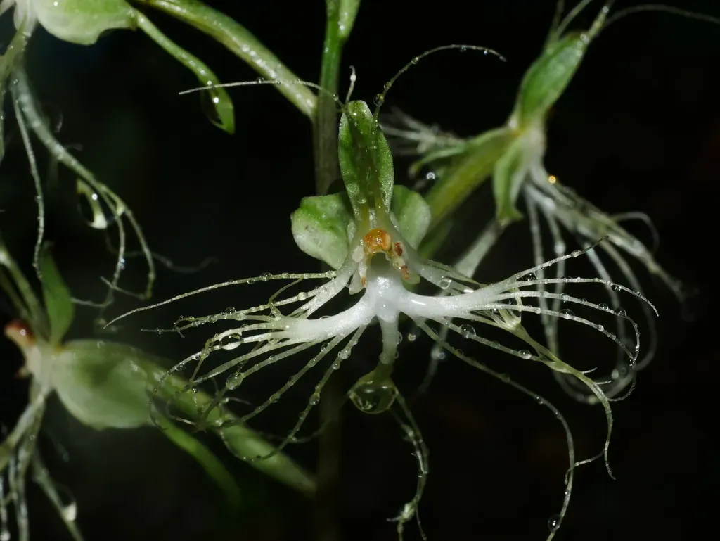 Habenaria Polytricha