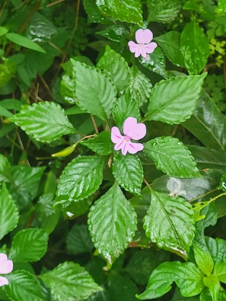 Impatiens Pseudoviola