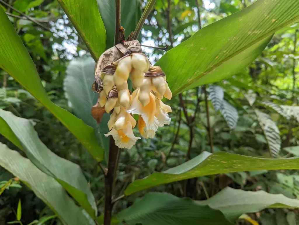 Alpinia Javanica