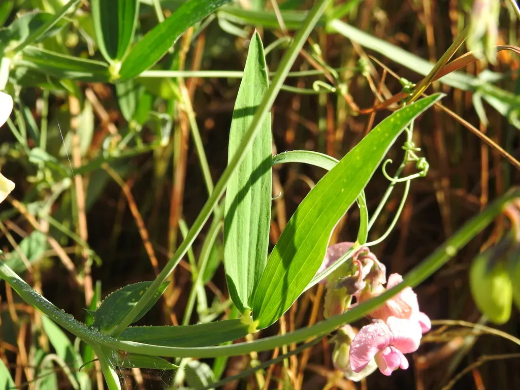 Norfolk Everlasting-pea