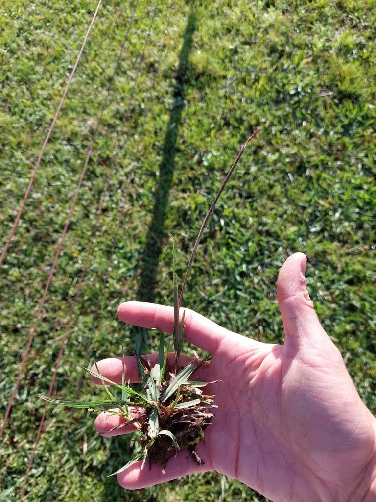 Coelorachis Selloana