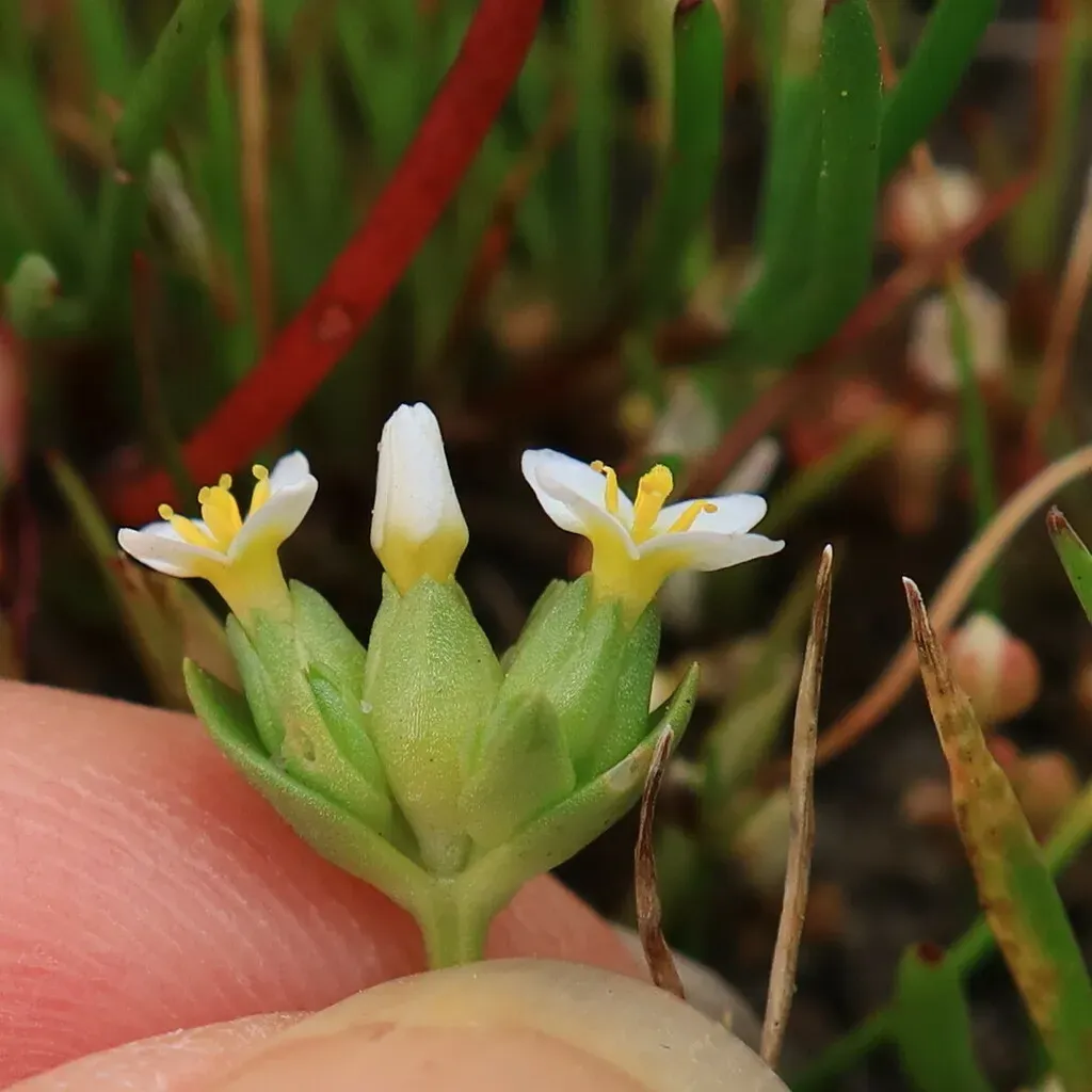 Micro Yellowwort