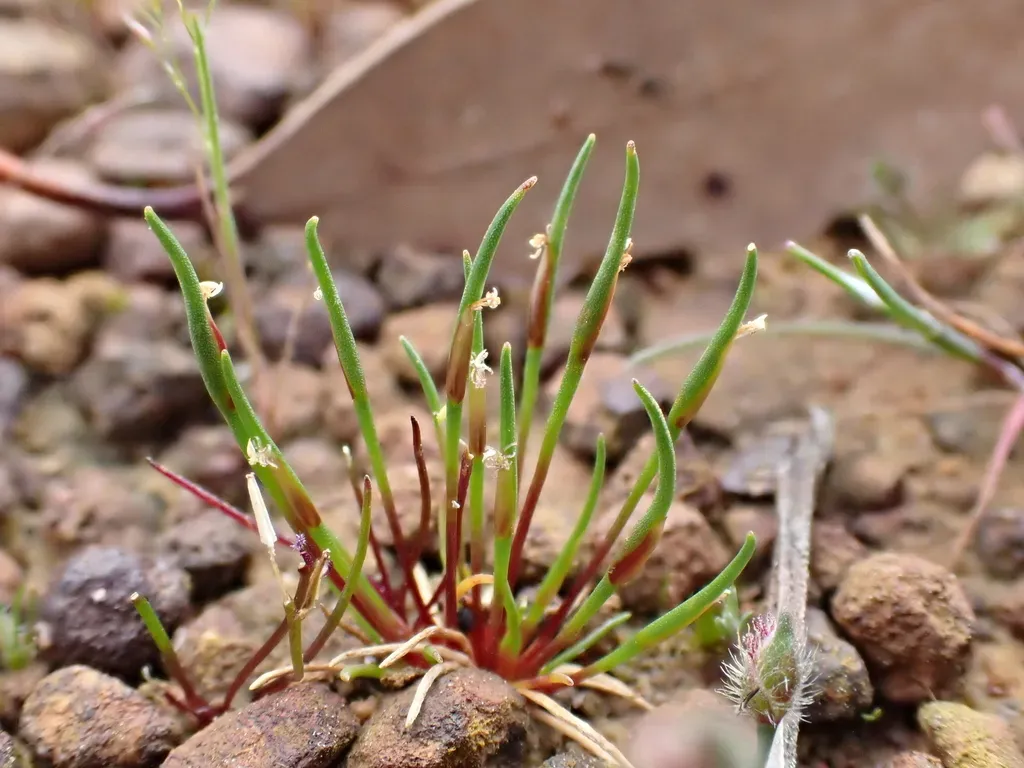 Centrolepis Polygyna