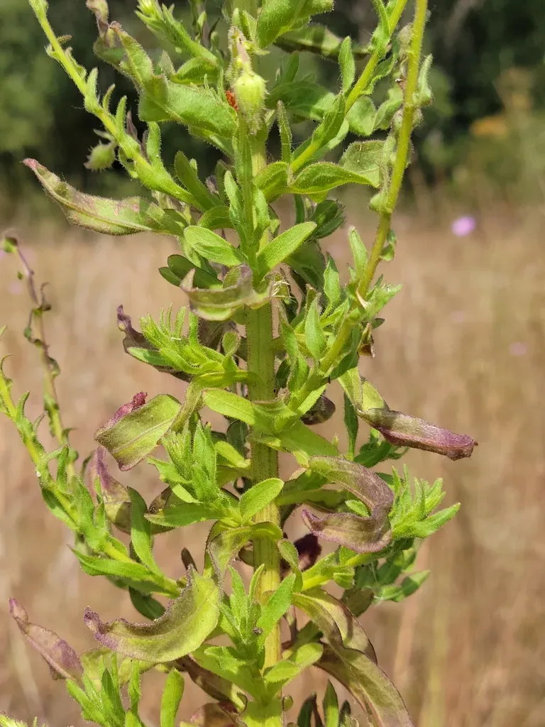 Lynn Haven Goldenaster
