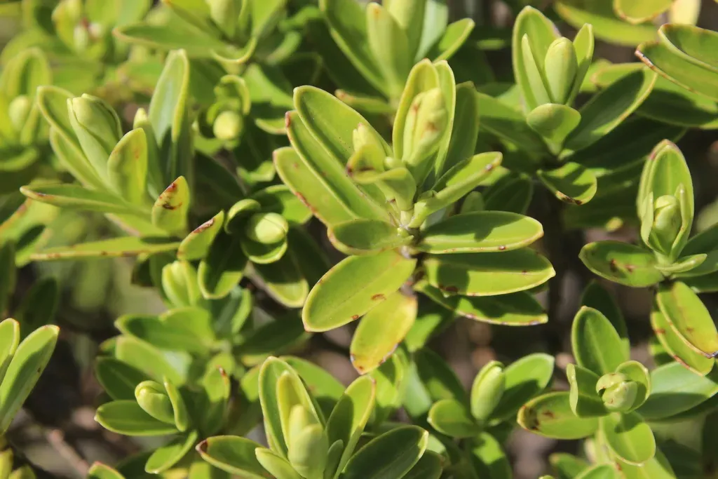 Veronica Evenosa