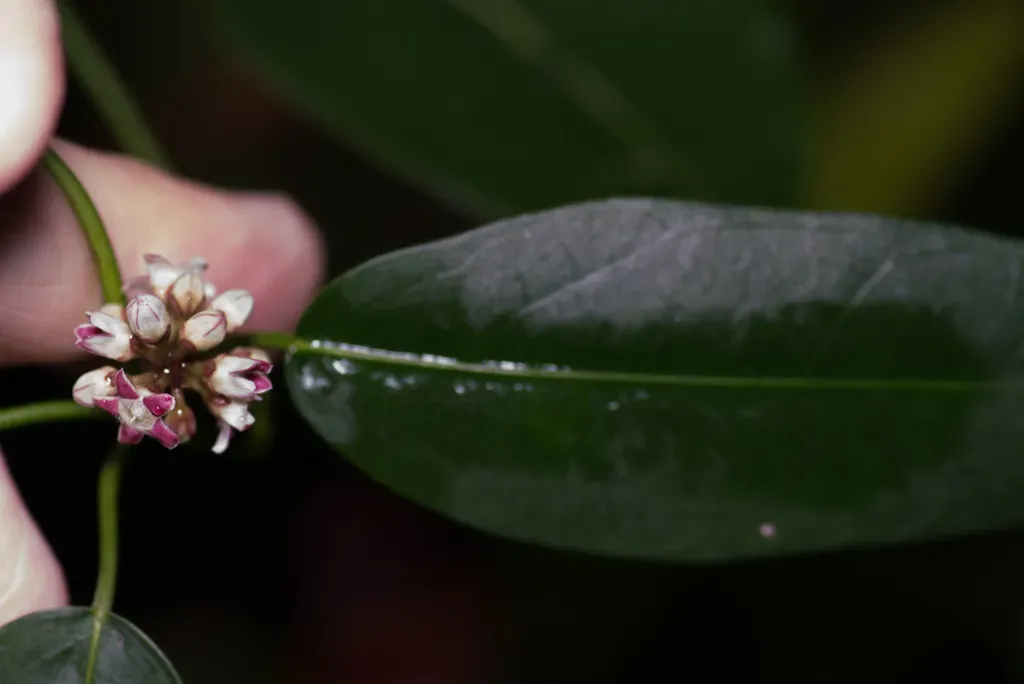 Leichhardtia Fraseri