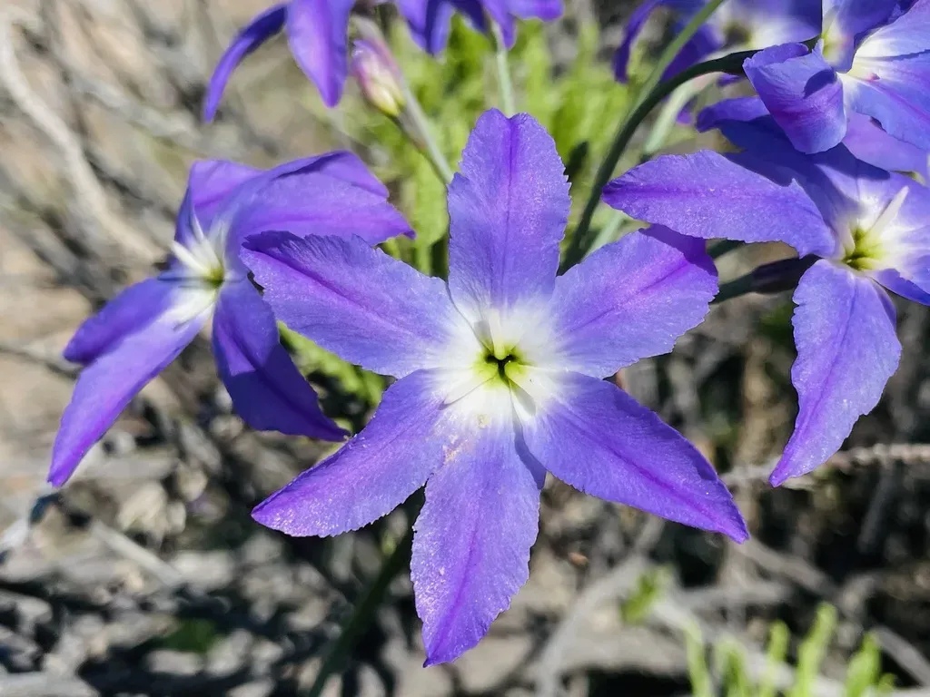 Andean Glory Of The Sun Lily
