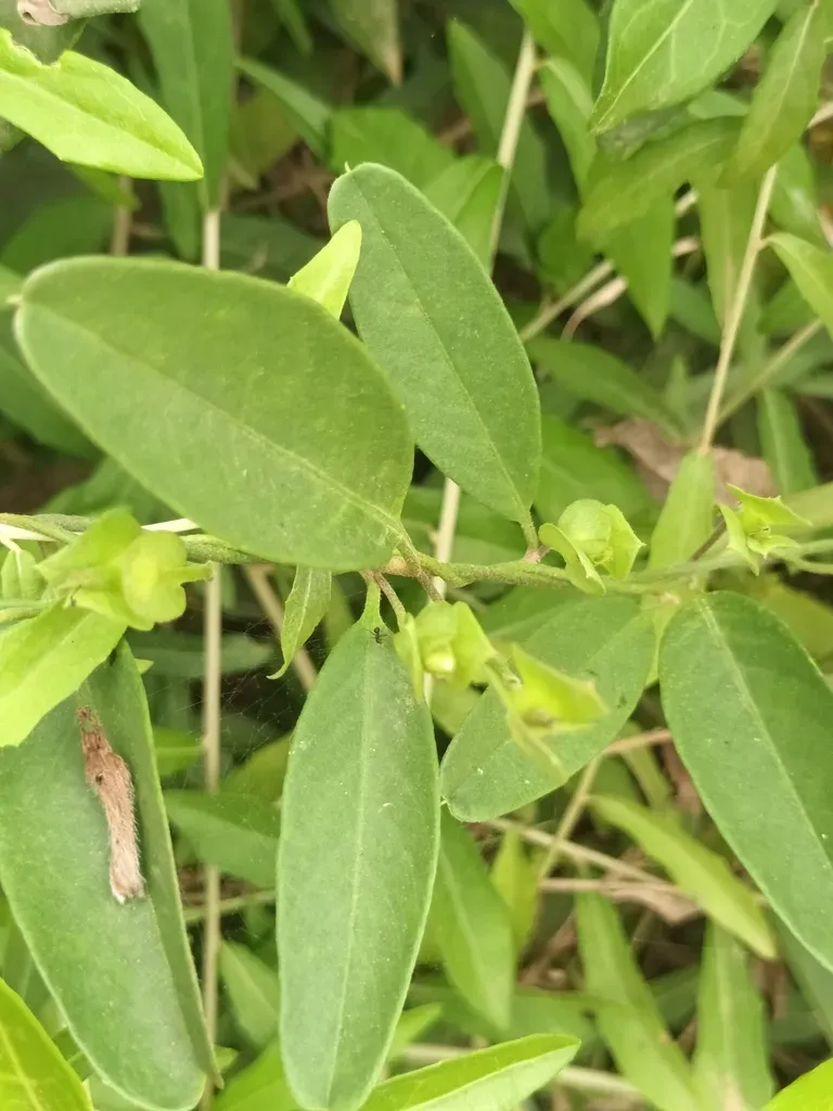 Aniseia Martinicensis