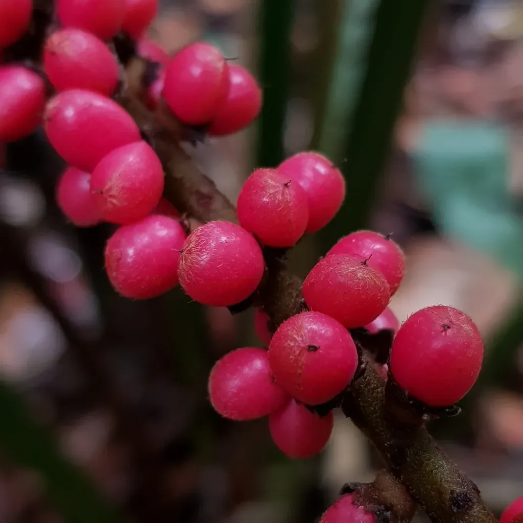 Ferruginous Fan Palm