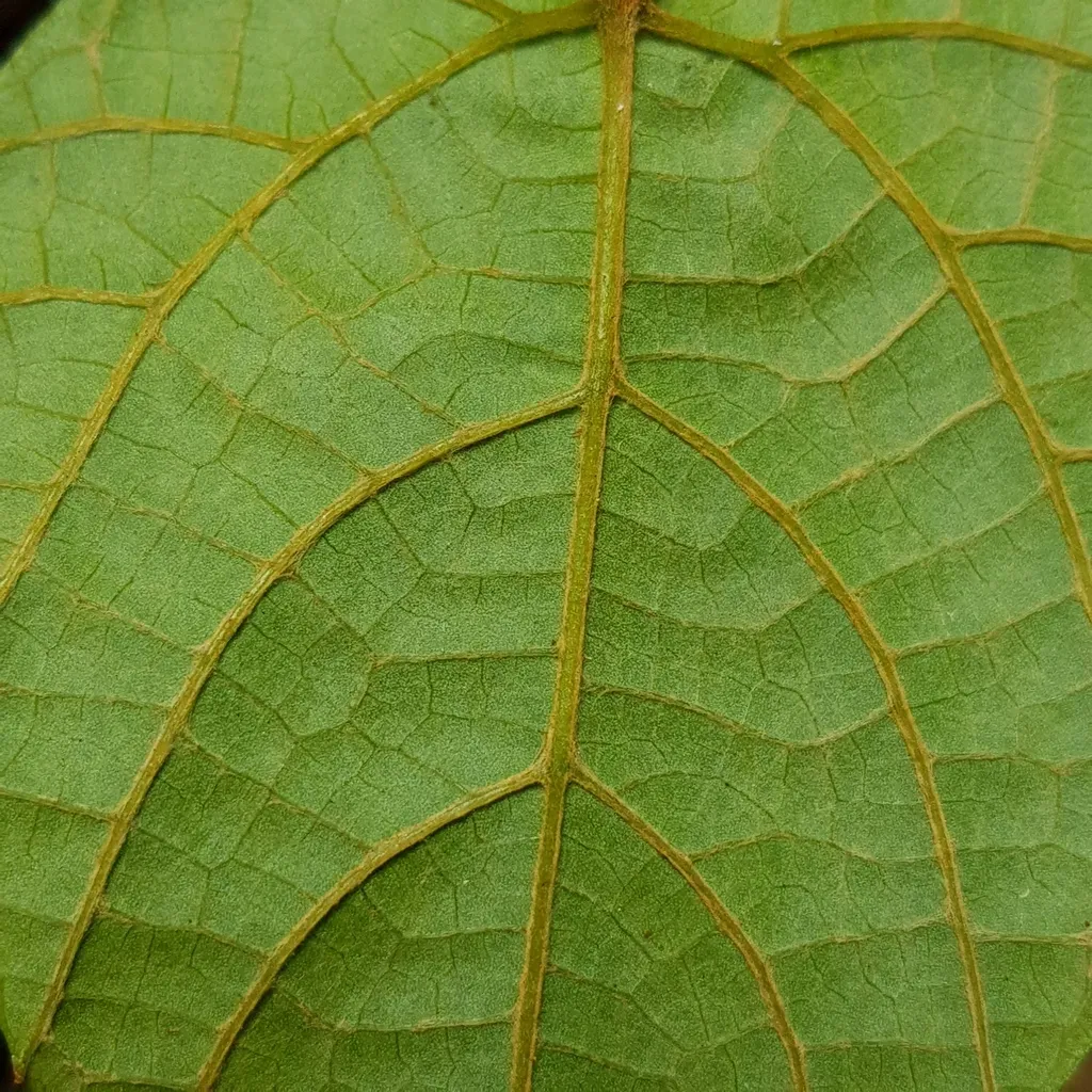 Ampelocissus Gracilis