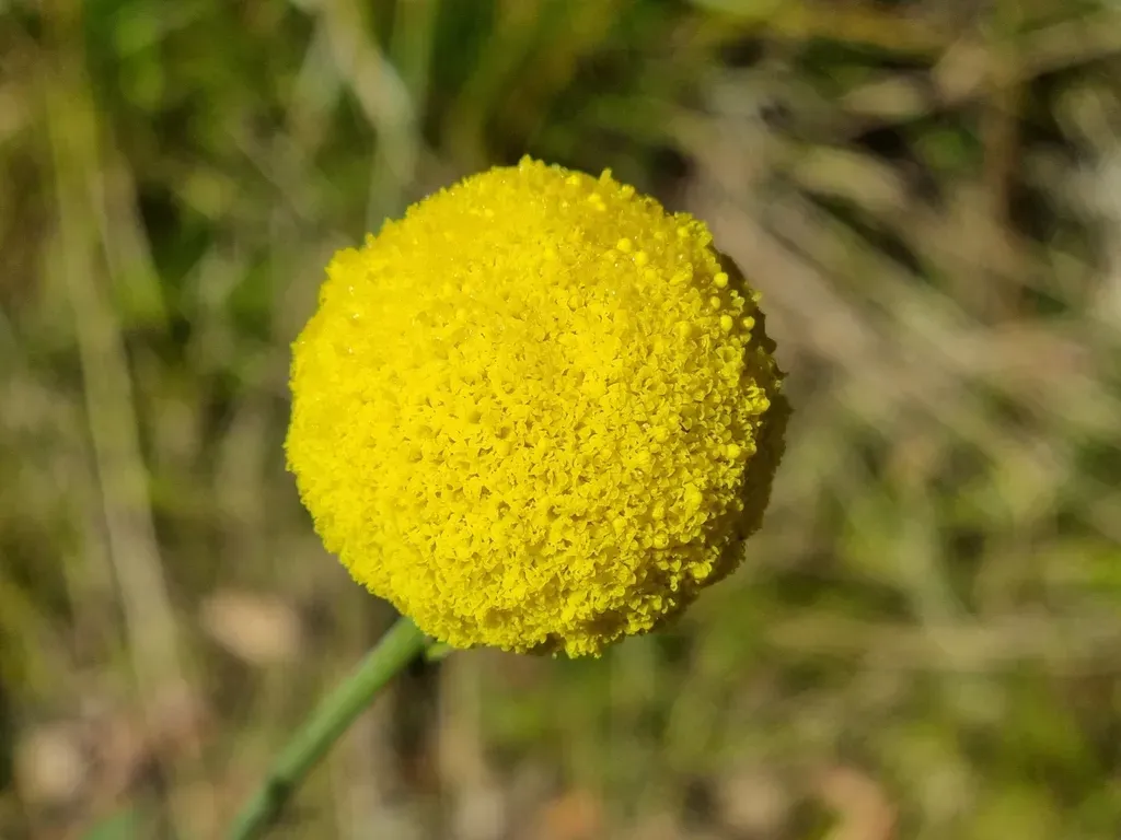 Pycnosorus Chrysanthus