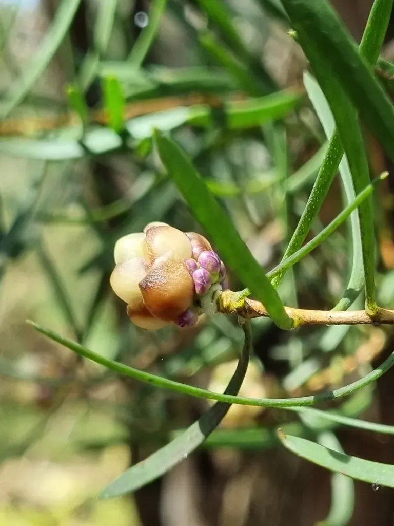Melaleuca Filifolia