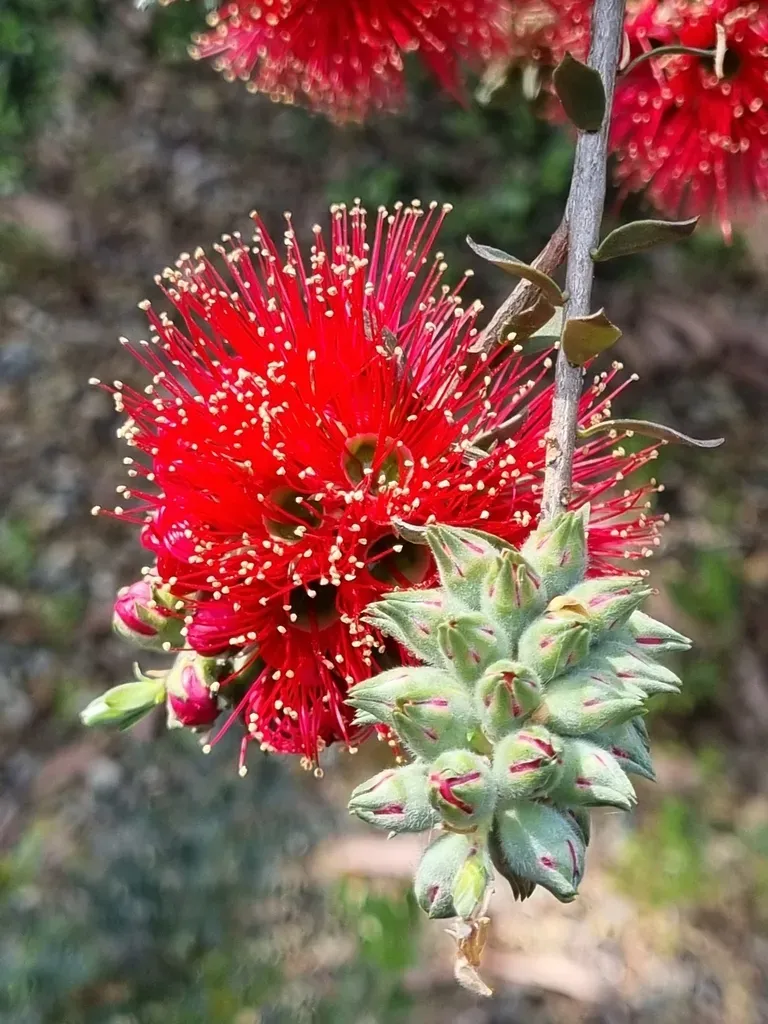 Scarlet Kunzea