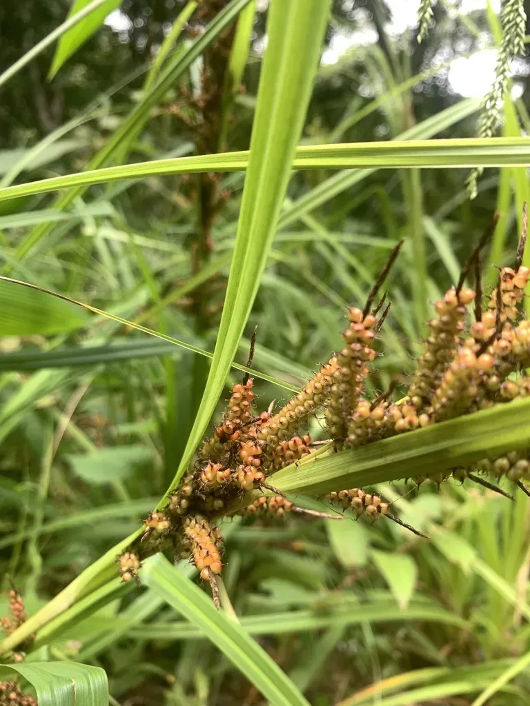 Crimson-seeded Sedge