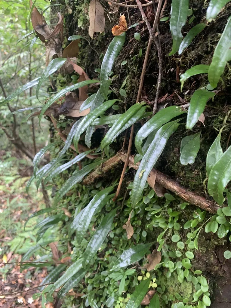 Lemmaphyllum Rostratum