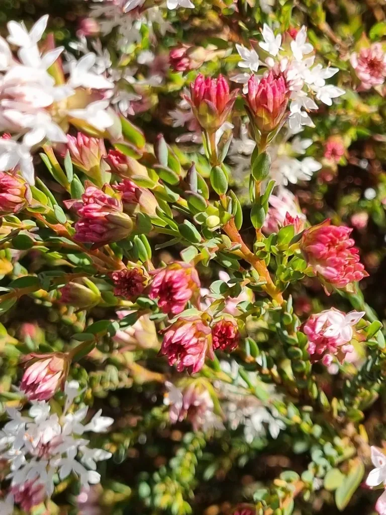 Wood Pimelea