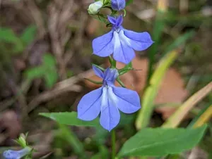 Southern Lobelia