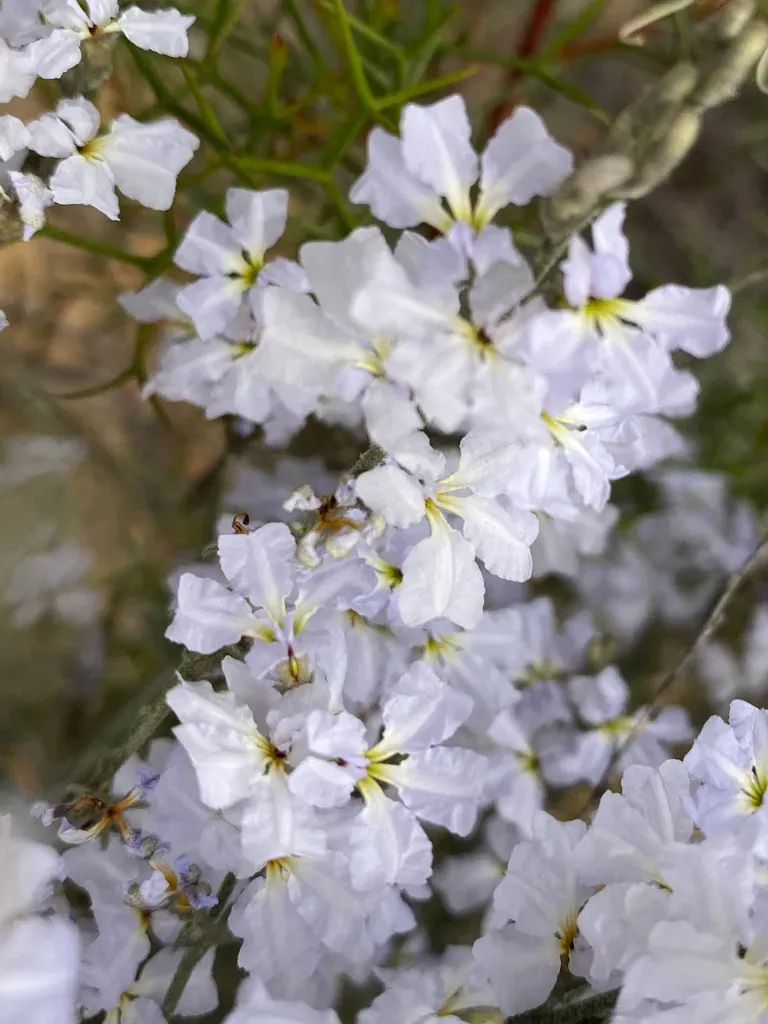 Dampiera Stenostachya