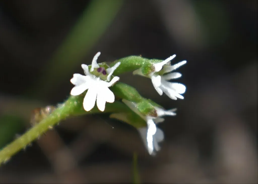 Spiderface Hair Orchid