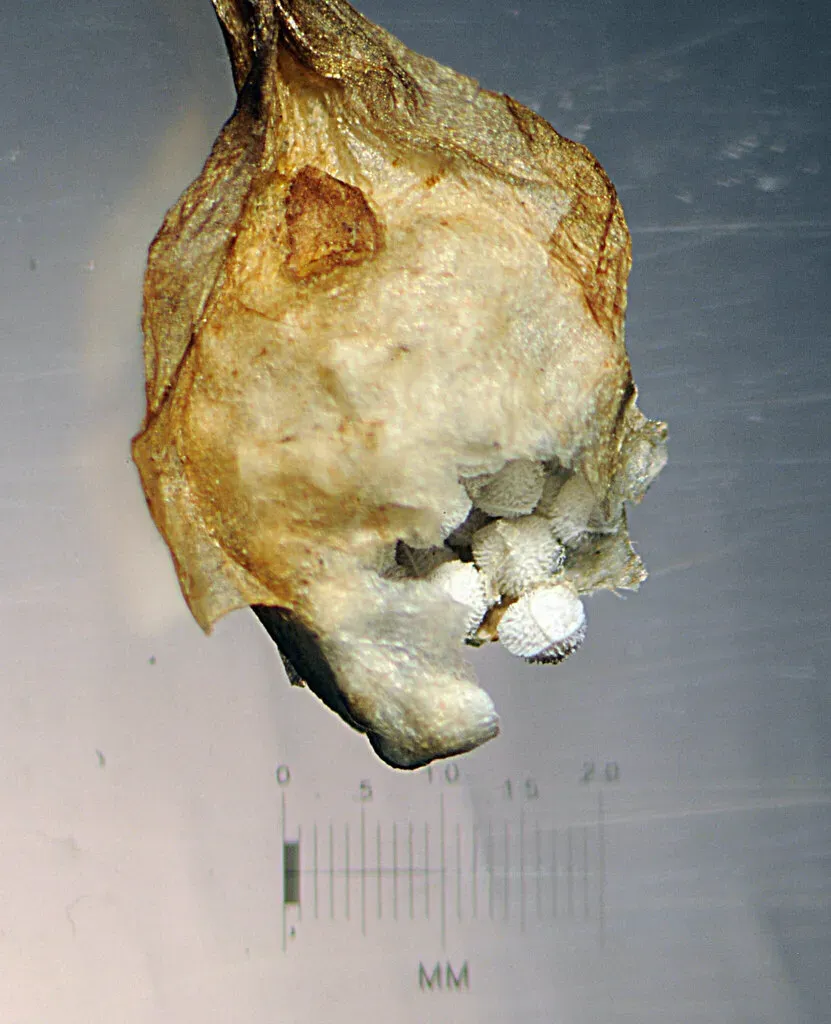 Spiny-spored Quillwort