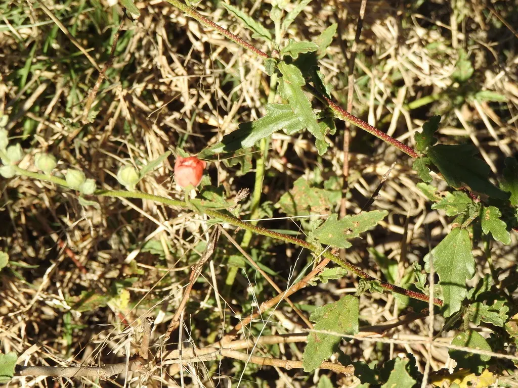 Sphaeralcea Chenopodifolia