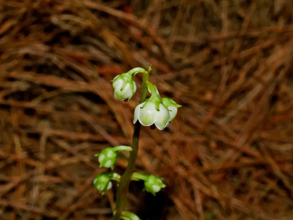East Asian Wintergreen