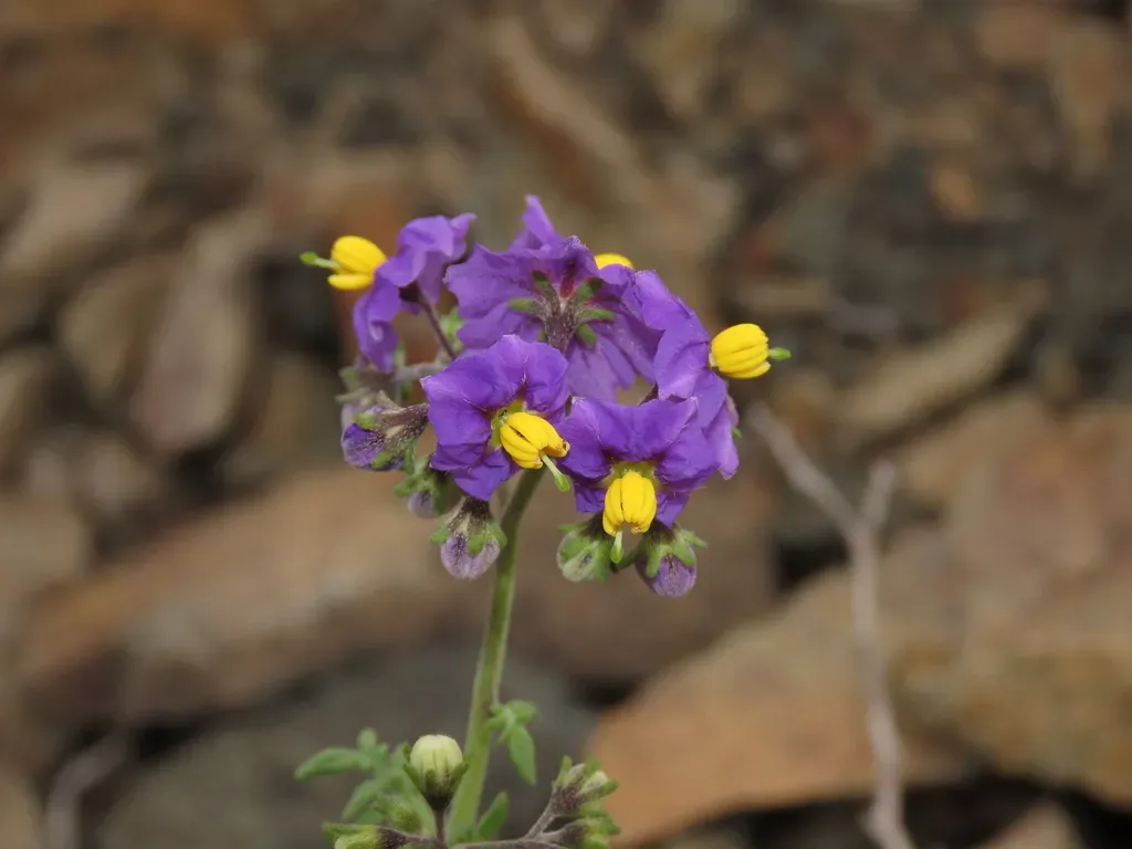 Solanum Remyanum