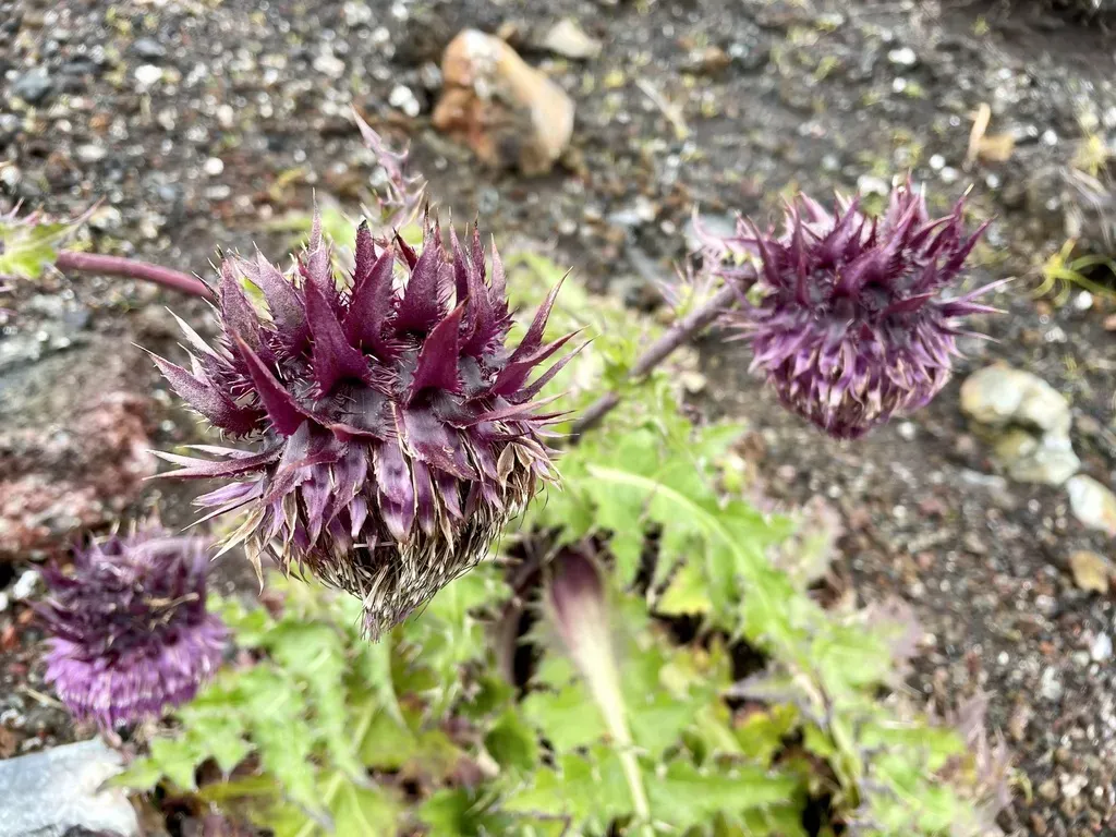 Cirsium Purpuratum