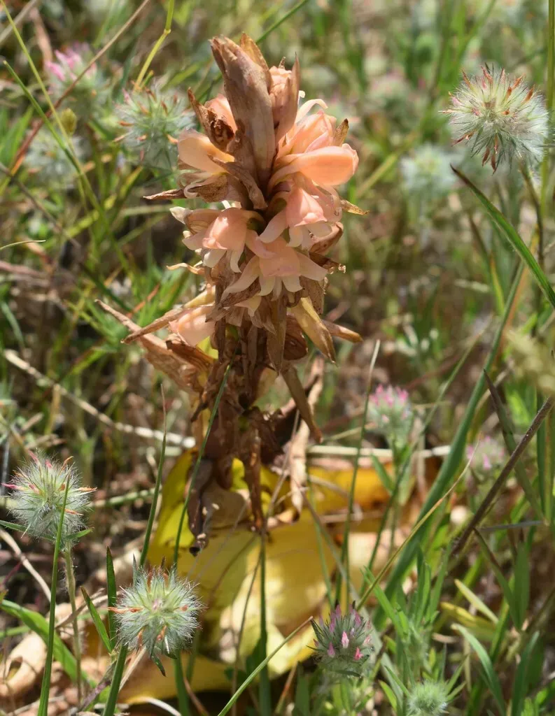Satyrium Carneum × Coriifolium