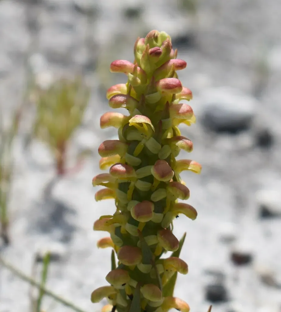 Disa Pygmaea