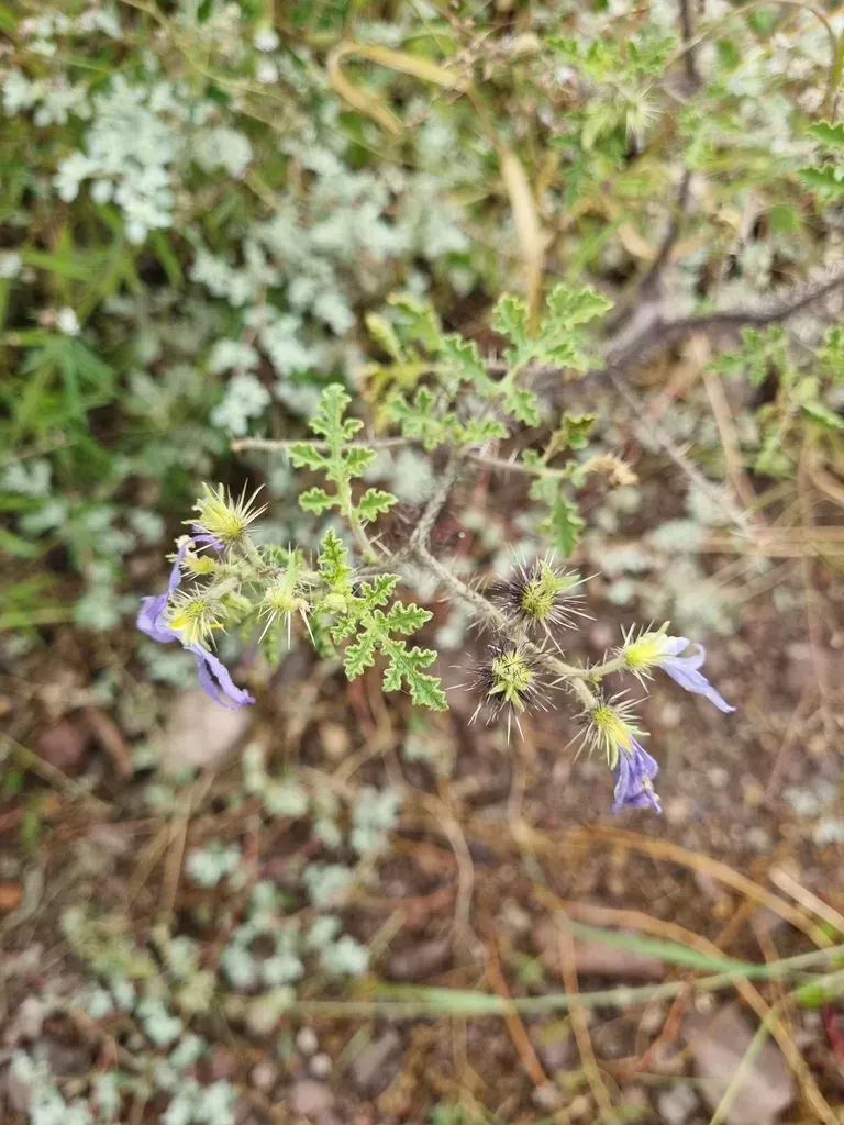 Watermelon Nightshade