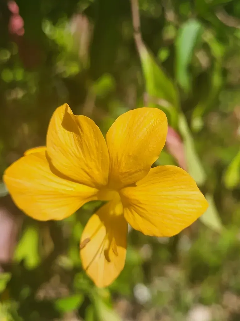 Barleria Faulknerae