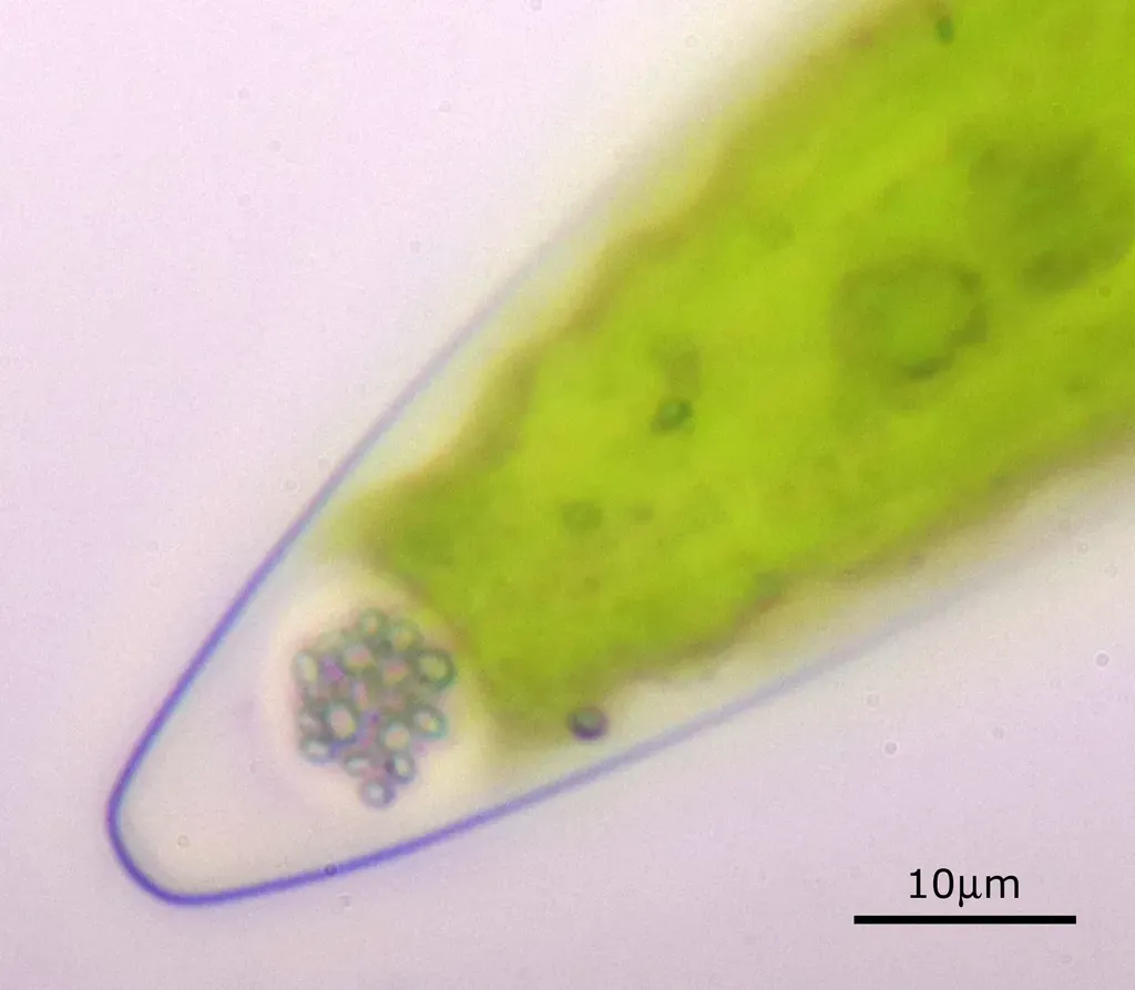 Closterium Acerosum