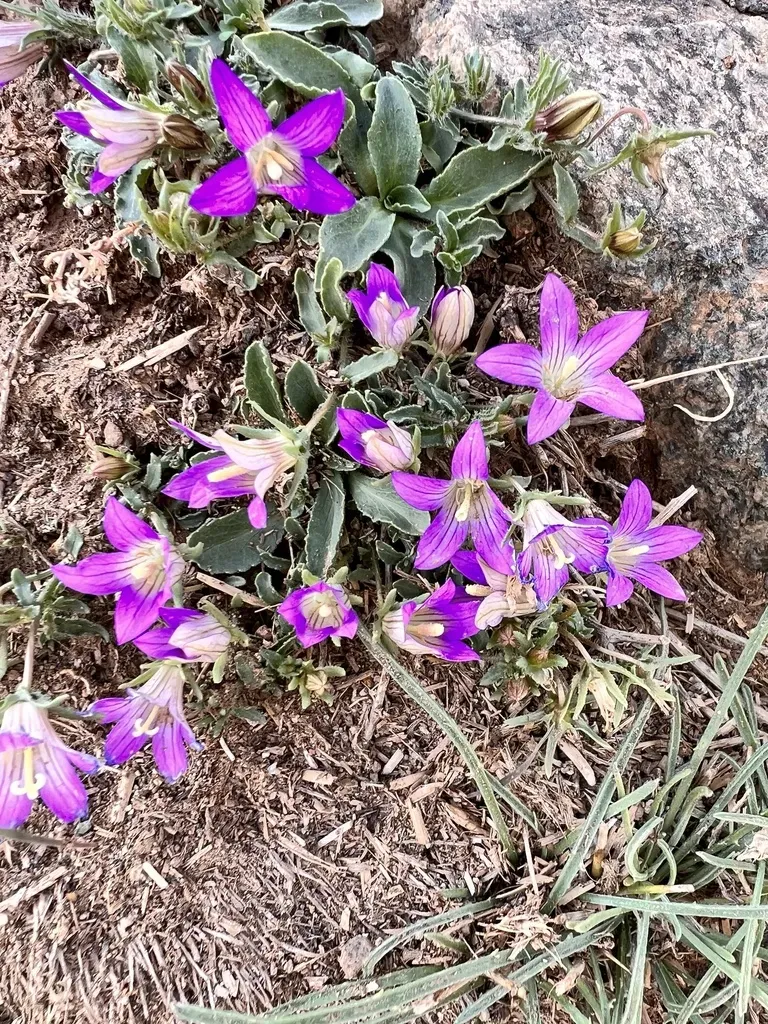 Campanula Filicaulis