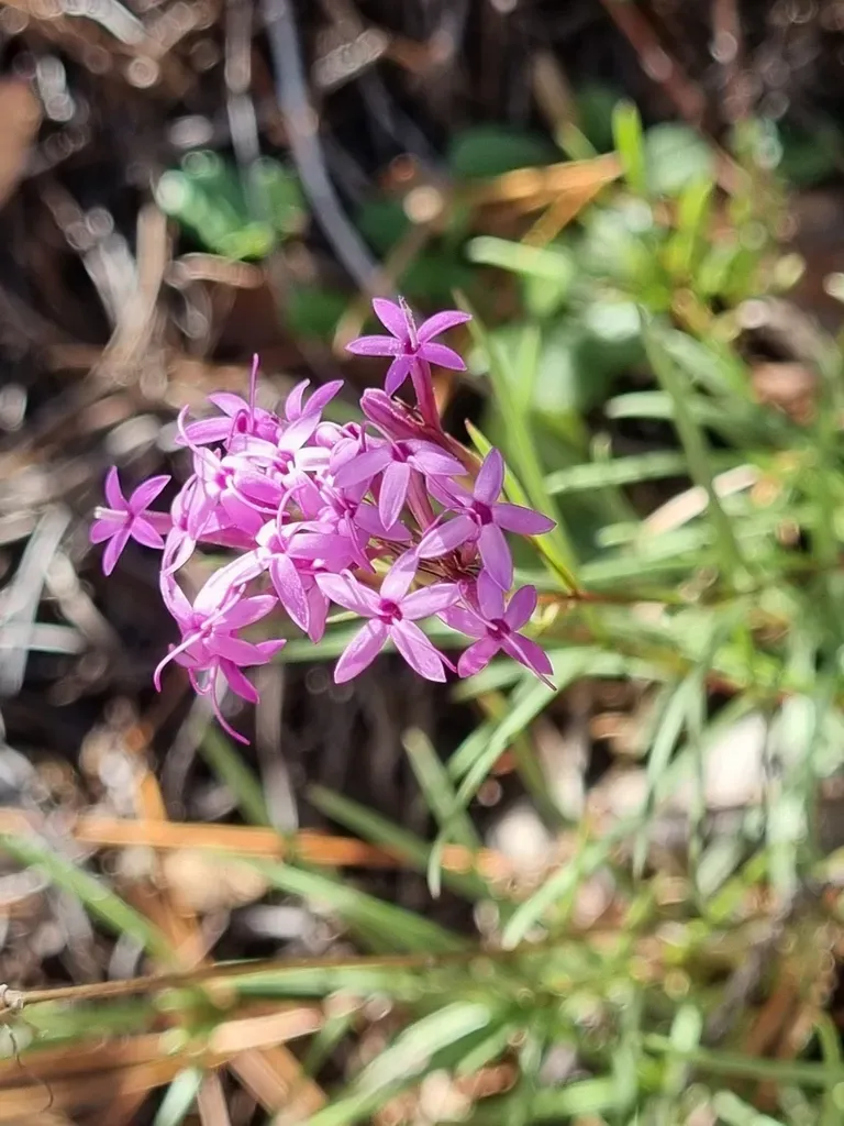 Carphochaete Wislizeni