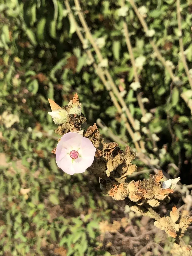 Tujunga Bushmallow
