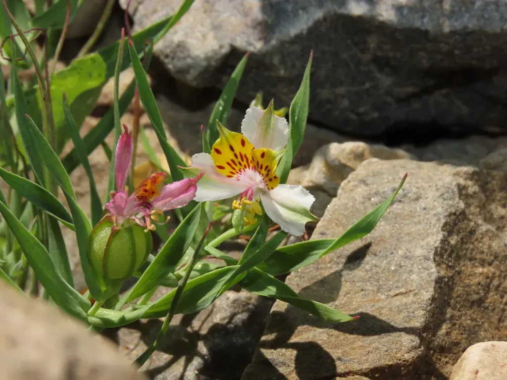 Alstroemeria Graminea