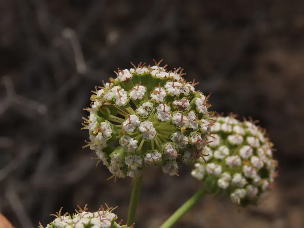 Eremocharis Fruticosa