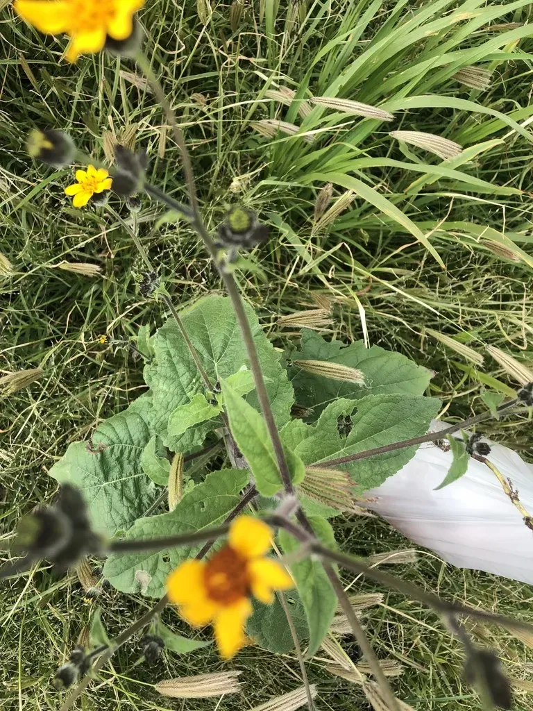 Annual Bush Sunflower