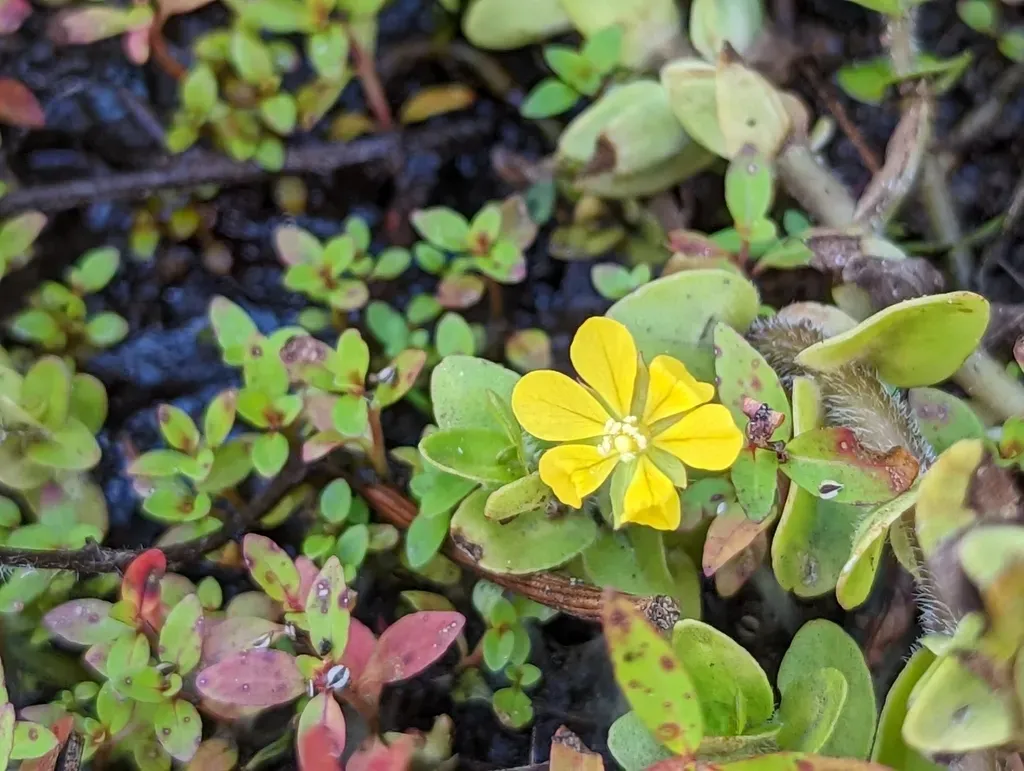 Anglestem Primrose-willow