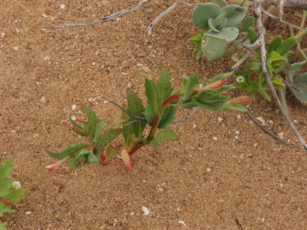 Oenothera Coquimbensis
