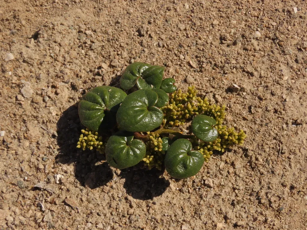 Dioscorea Fastigiata
