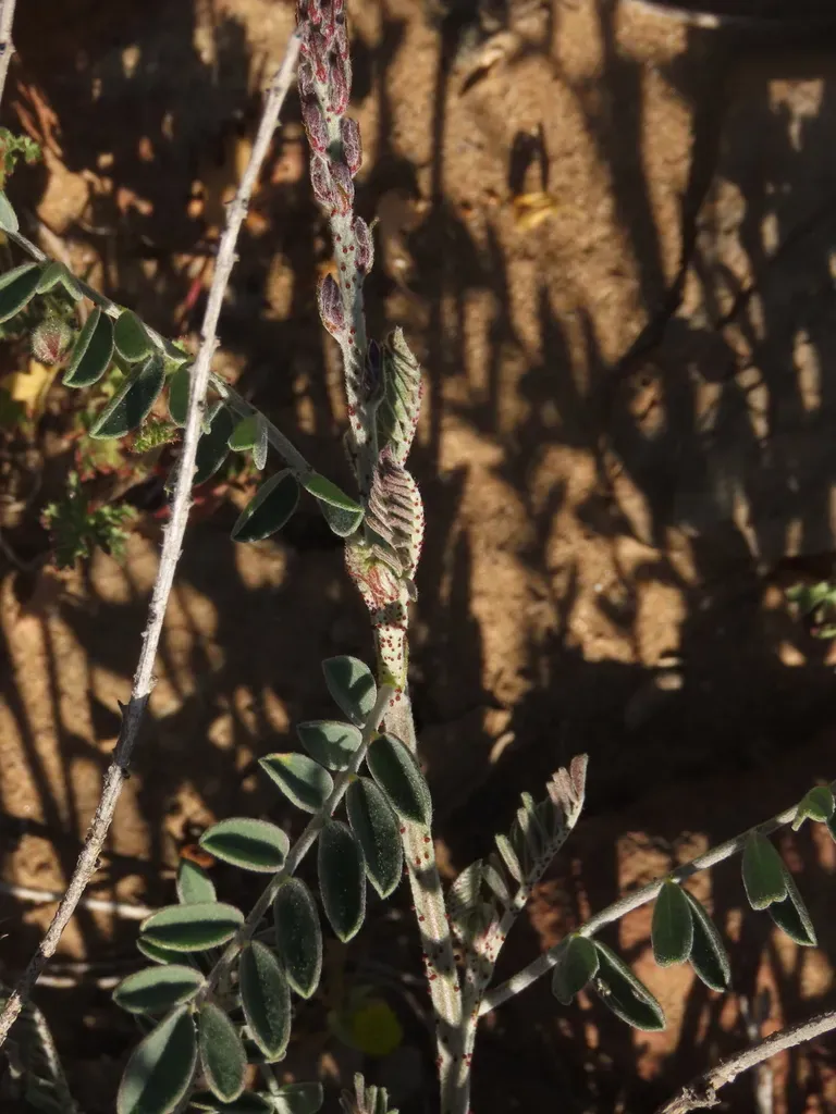 Errazurizia Multifoliolata