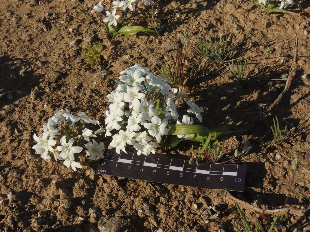 Zephyra Compacta