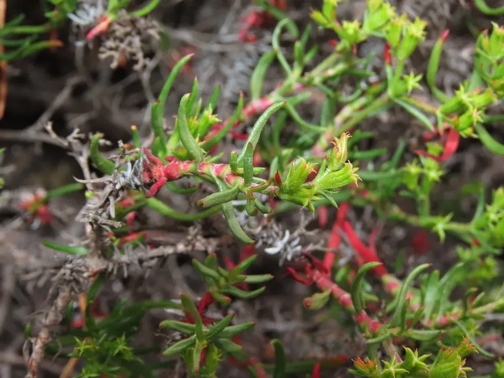 Chorizanthe Glabrescens
