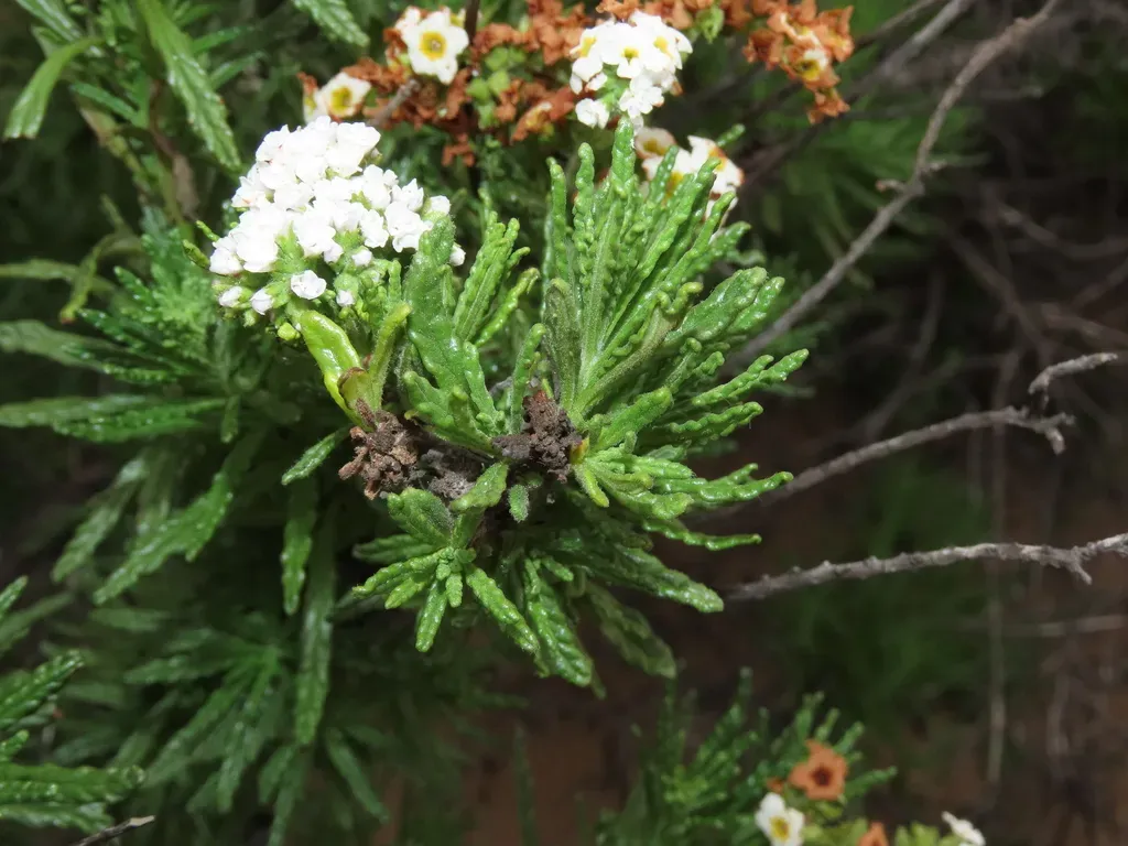 Heliotropium Sinuatum